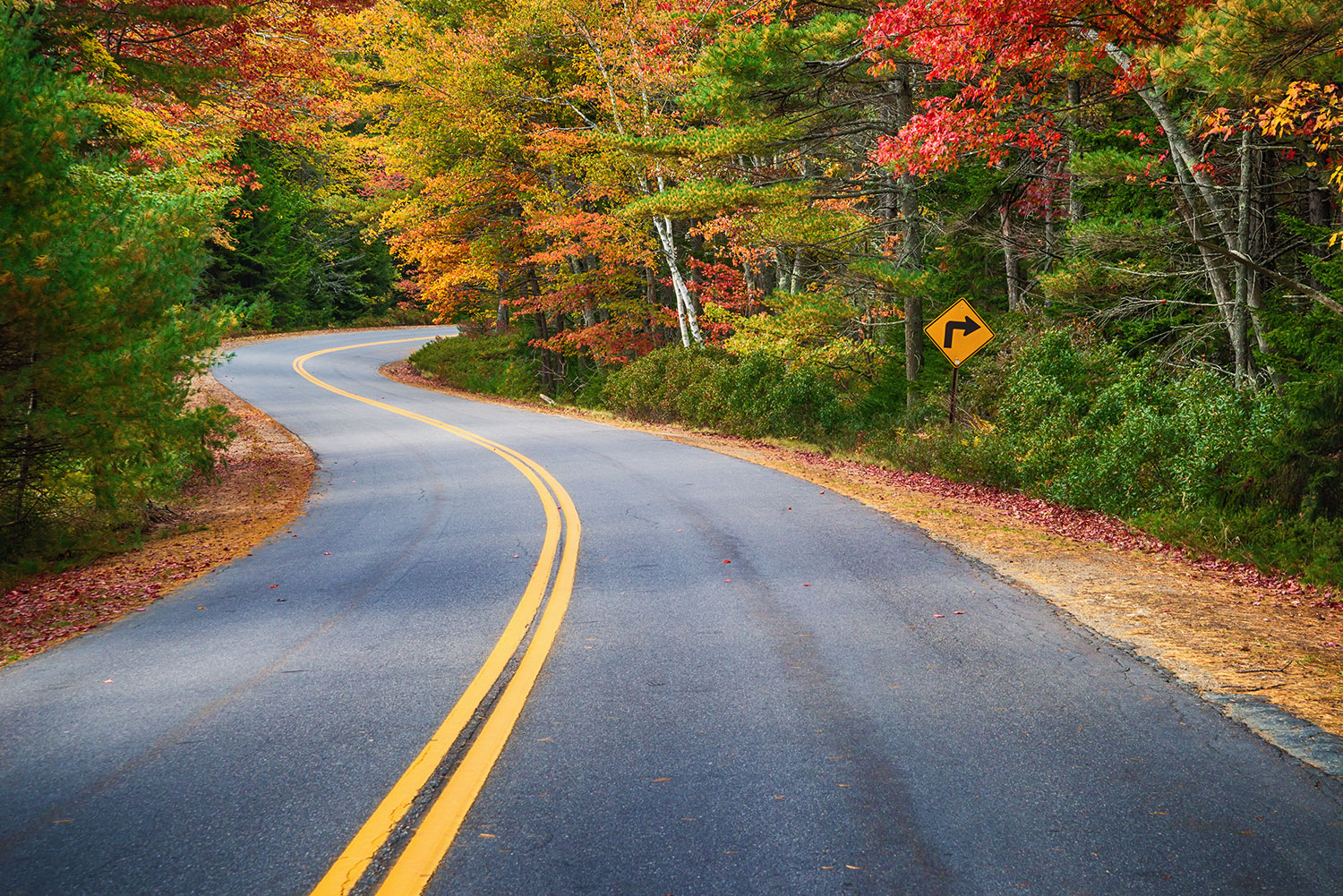 Road and colorful trees